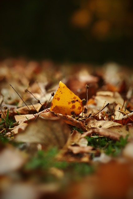 主帅哈姆或 主帅哈姆或